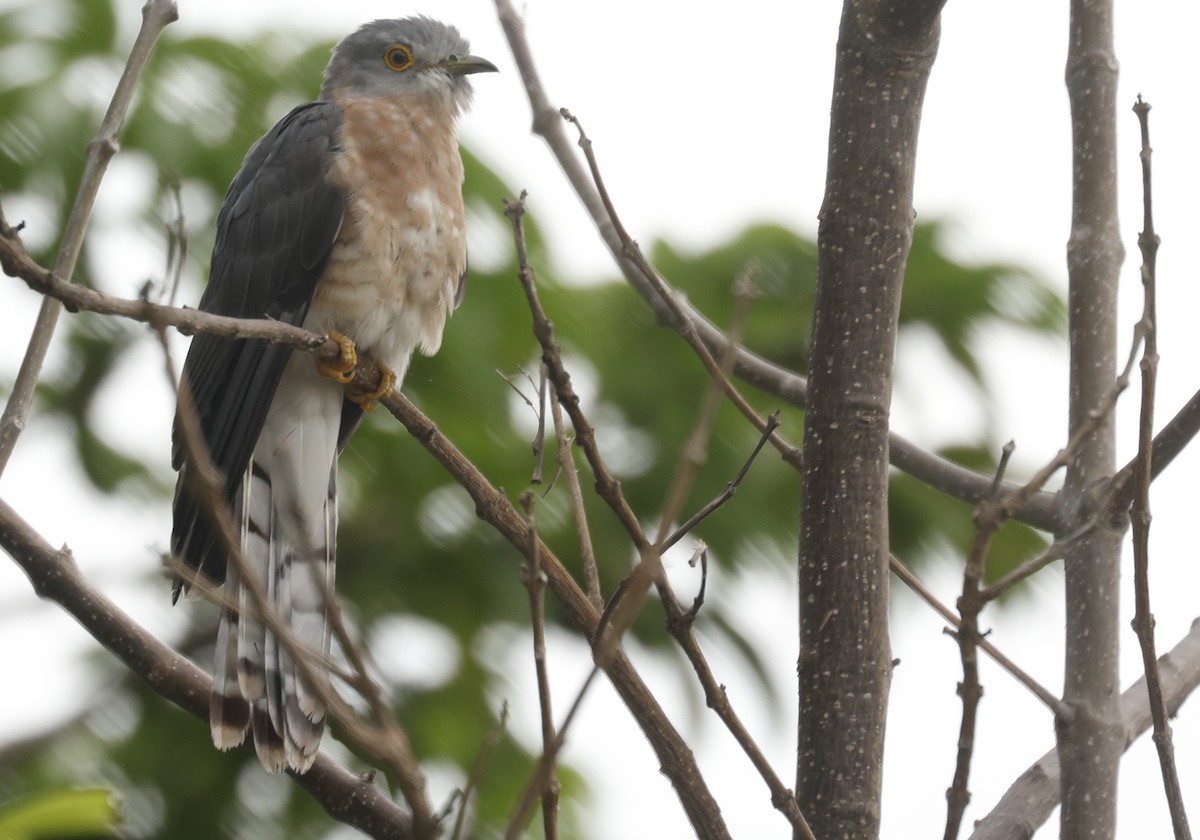 Common Hawk-Cuckoo - ML643541912