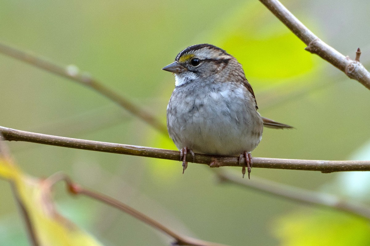 White-throated Sparrow - ML643541915