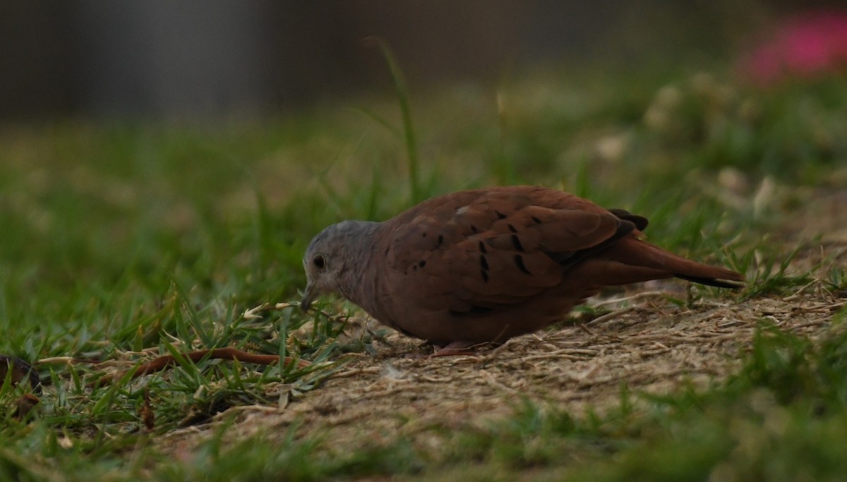 Ruddy Ground Dove - ML643541916