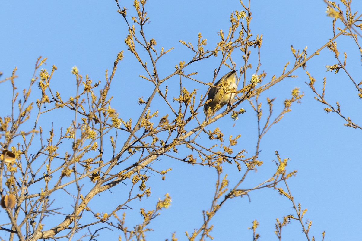 Long-billed Crombec - ML643541917