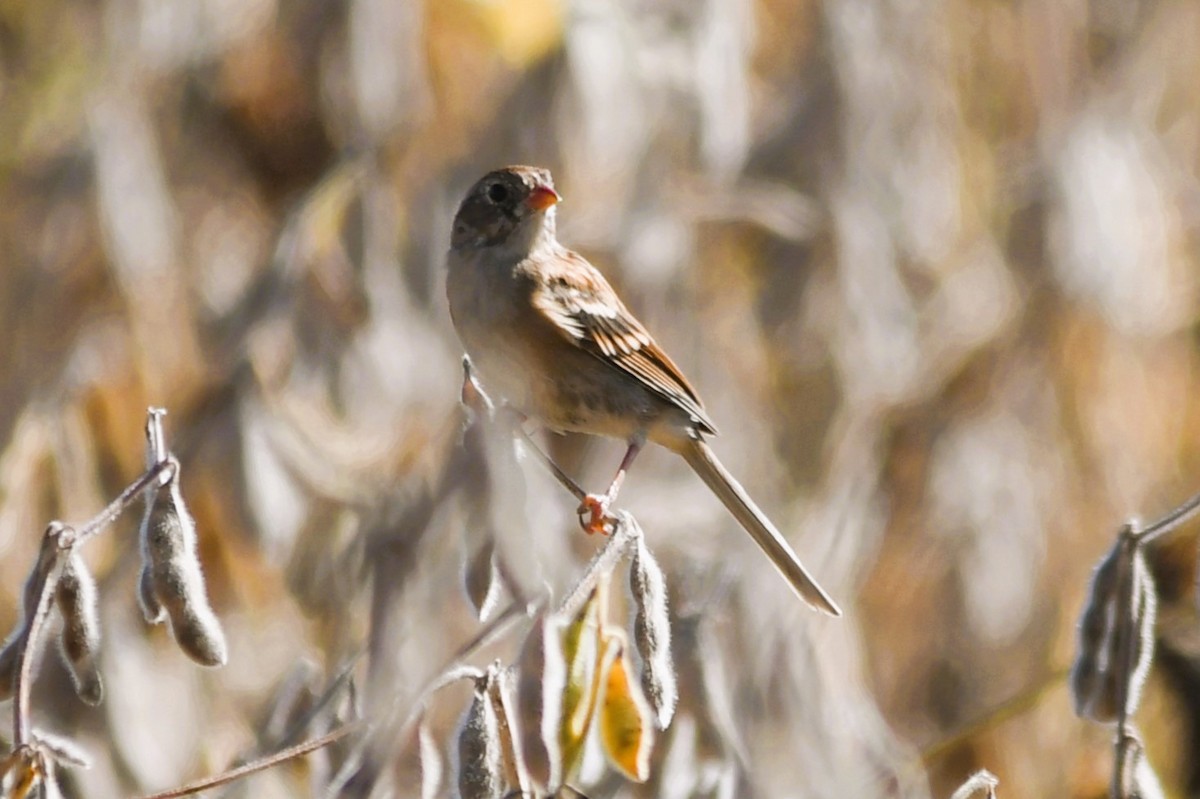 Field Sparrow - ML643541920