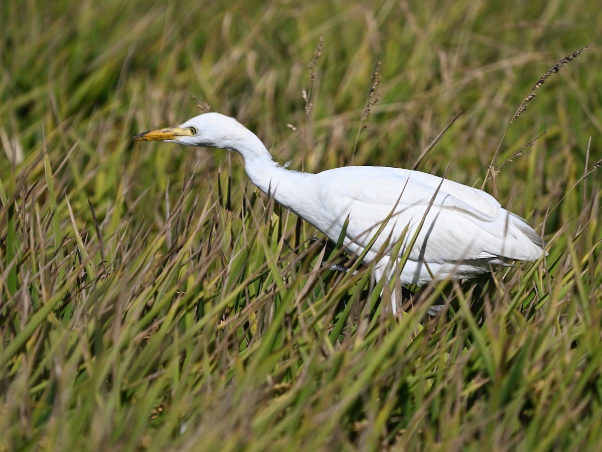 Western Cattle-Egret - ML643541926
