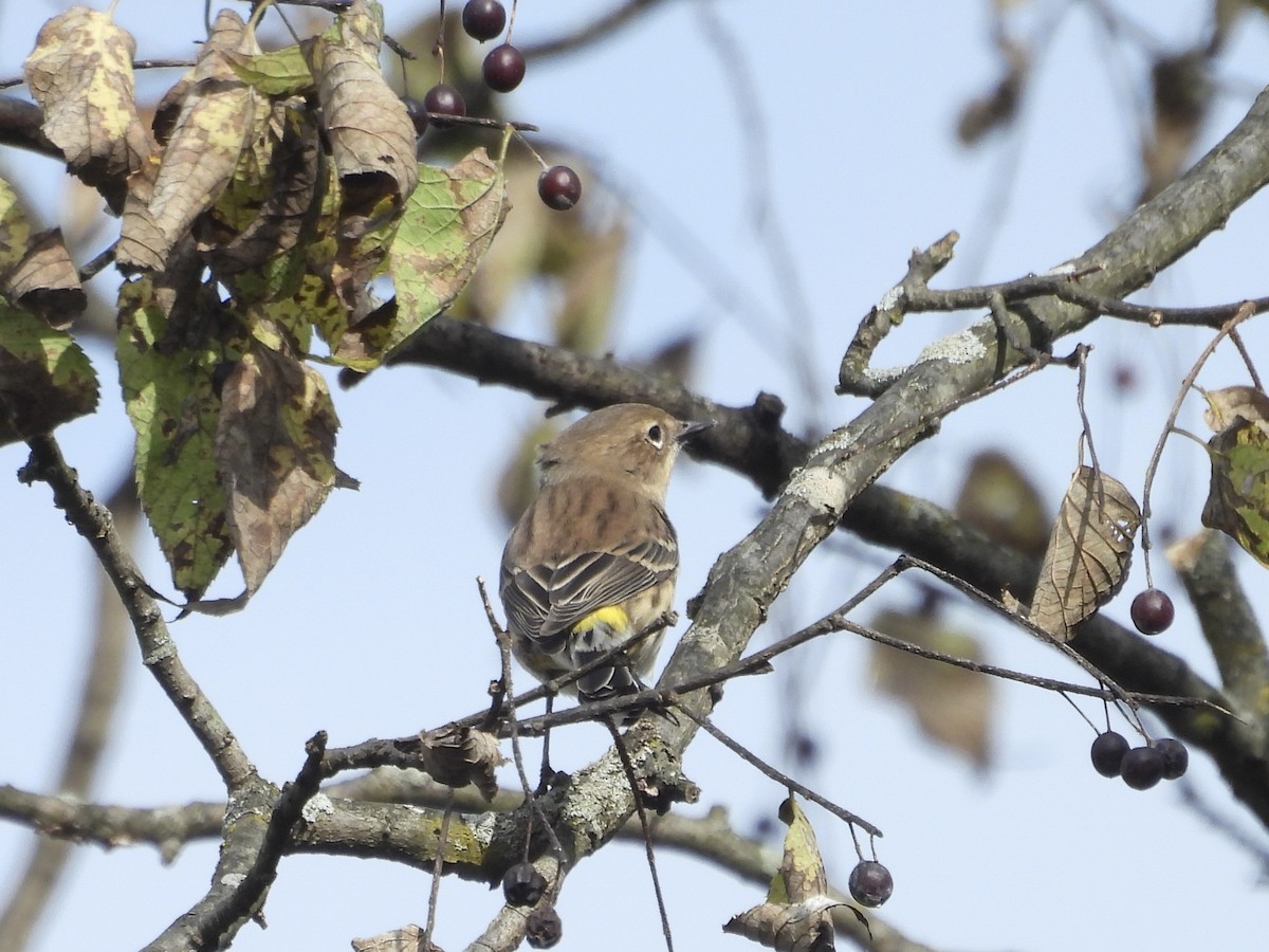 Yellow-rumped Warbler - ML643541927