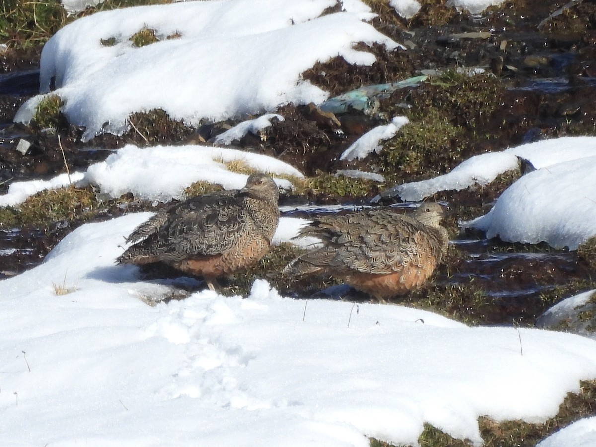 Rufous-bellied Seedsnipe - ML643541930