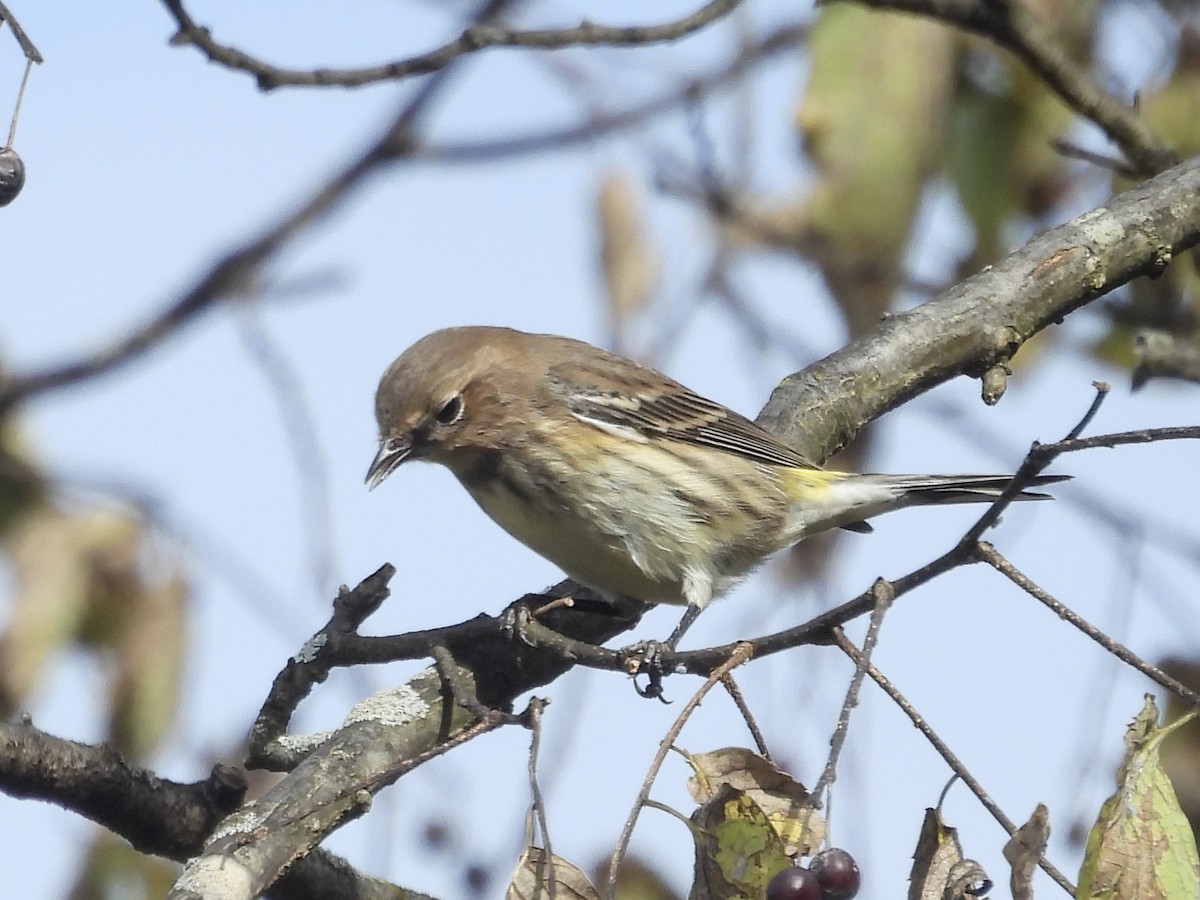 Yellow-rumped Warbler - ML643541941