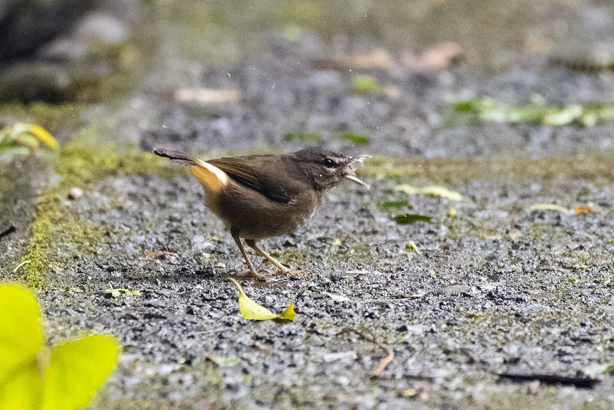 Buff-rumped Warbler - ML643541951