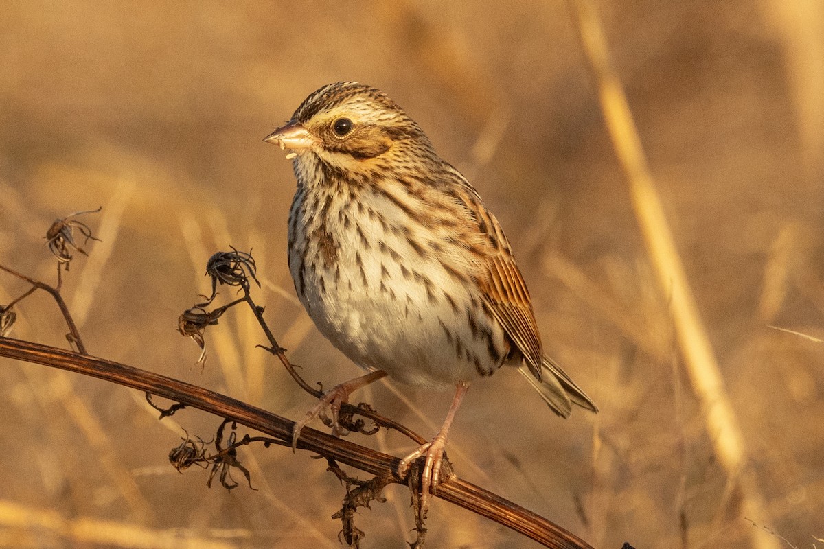Savannah Sparrow (Savannah) - ML643541953
