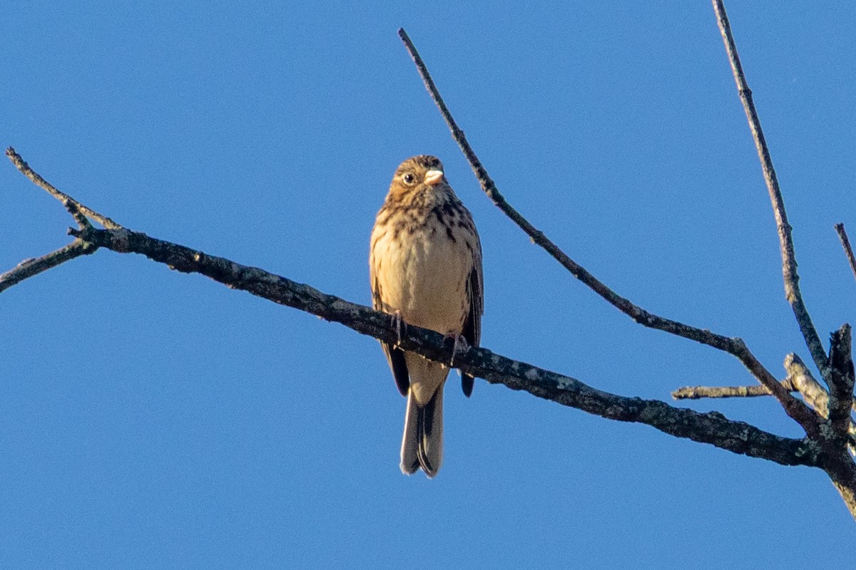 Vesper Sparrow - ML643541954
