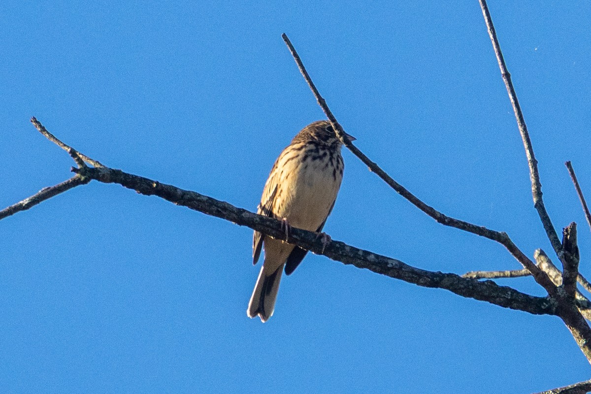 Vesper Sparrow - ML643541955