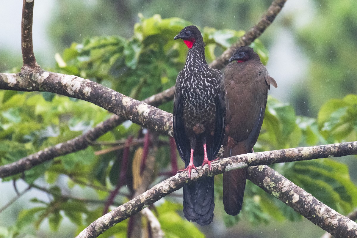 Crested Guan - ML643541958