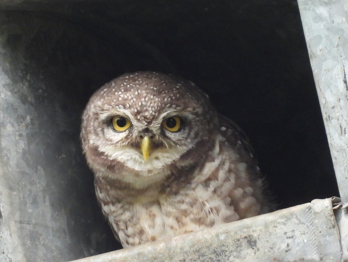 Spotted Owlet - ML643541966