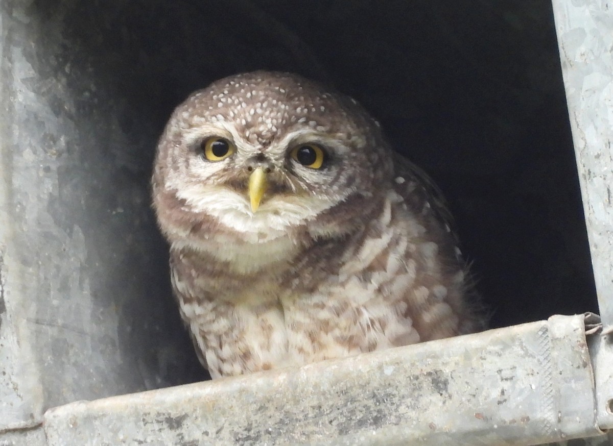 Spotted Owlet - ML643541967