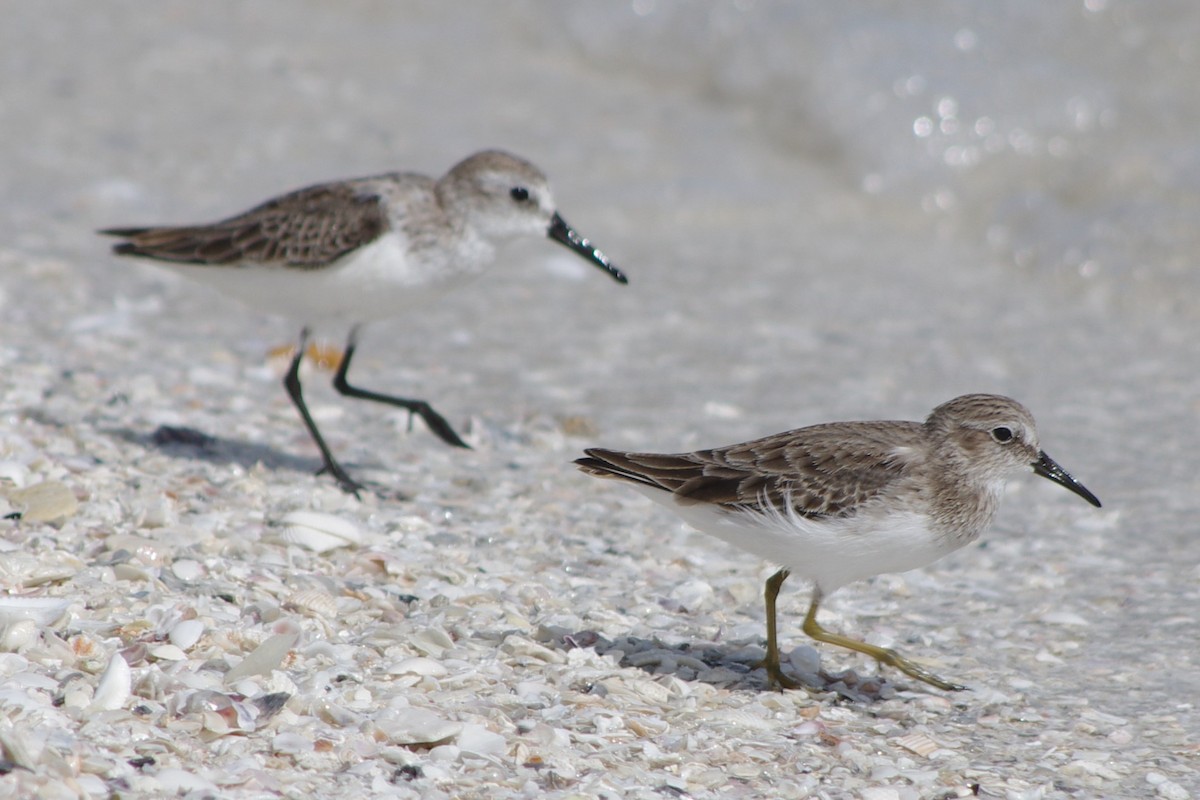 Least Sandpiper - ML643541968