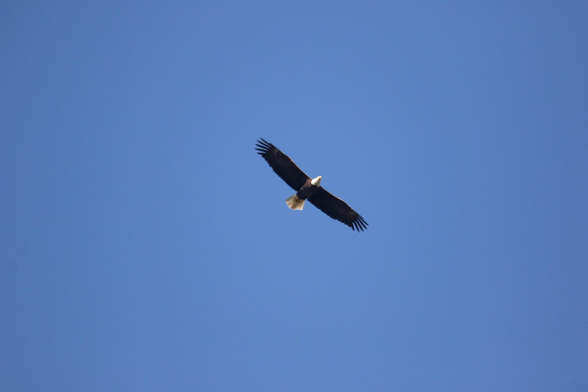 Bald Eagle - ML643541971