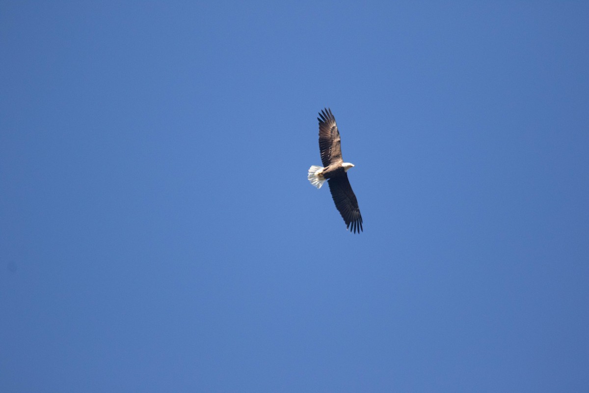 Bald Eagle - ML643541972