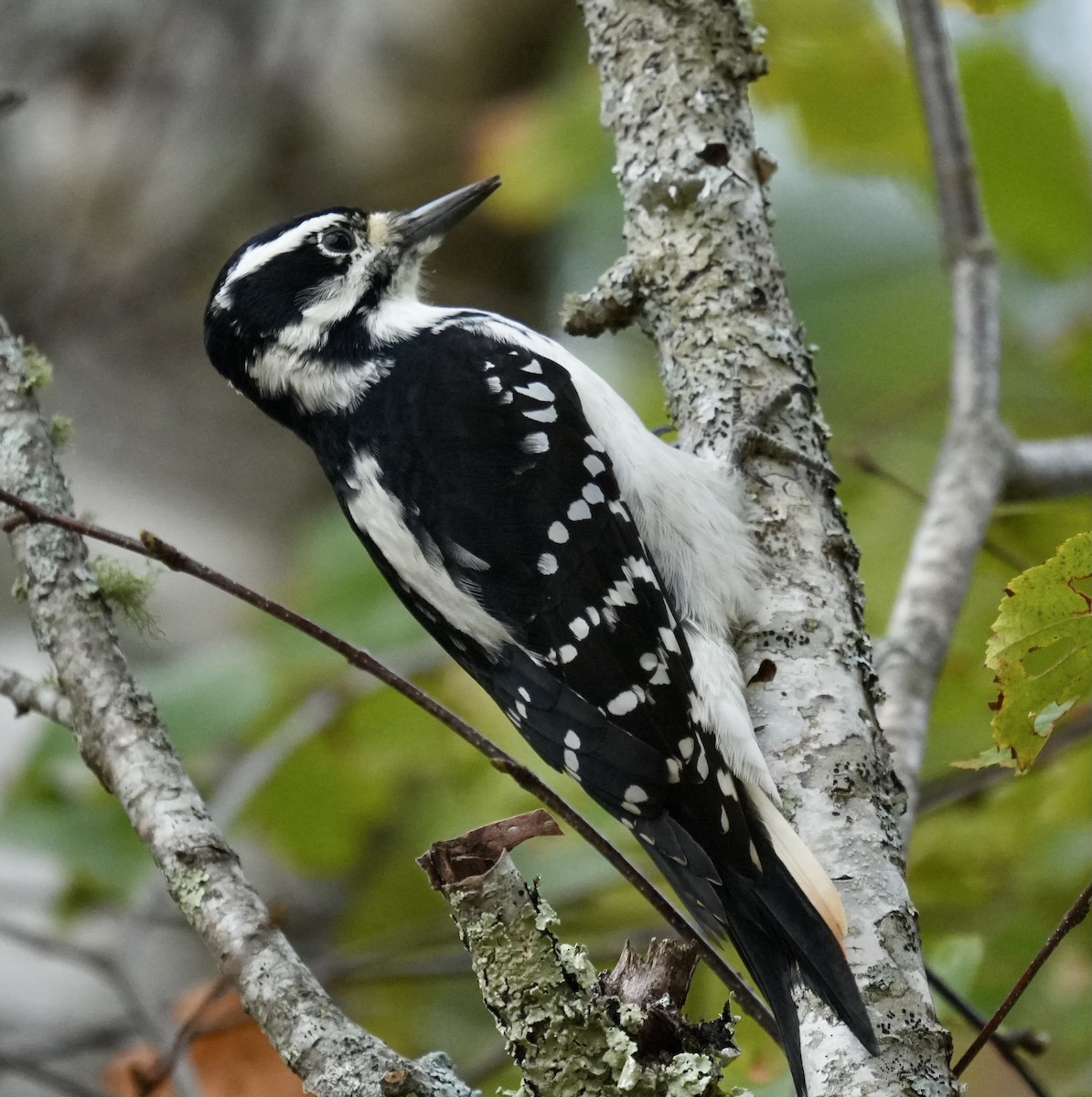 Hairy Woodpecker - ML643541976