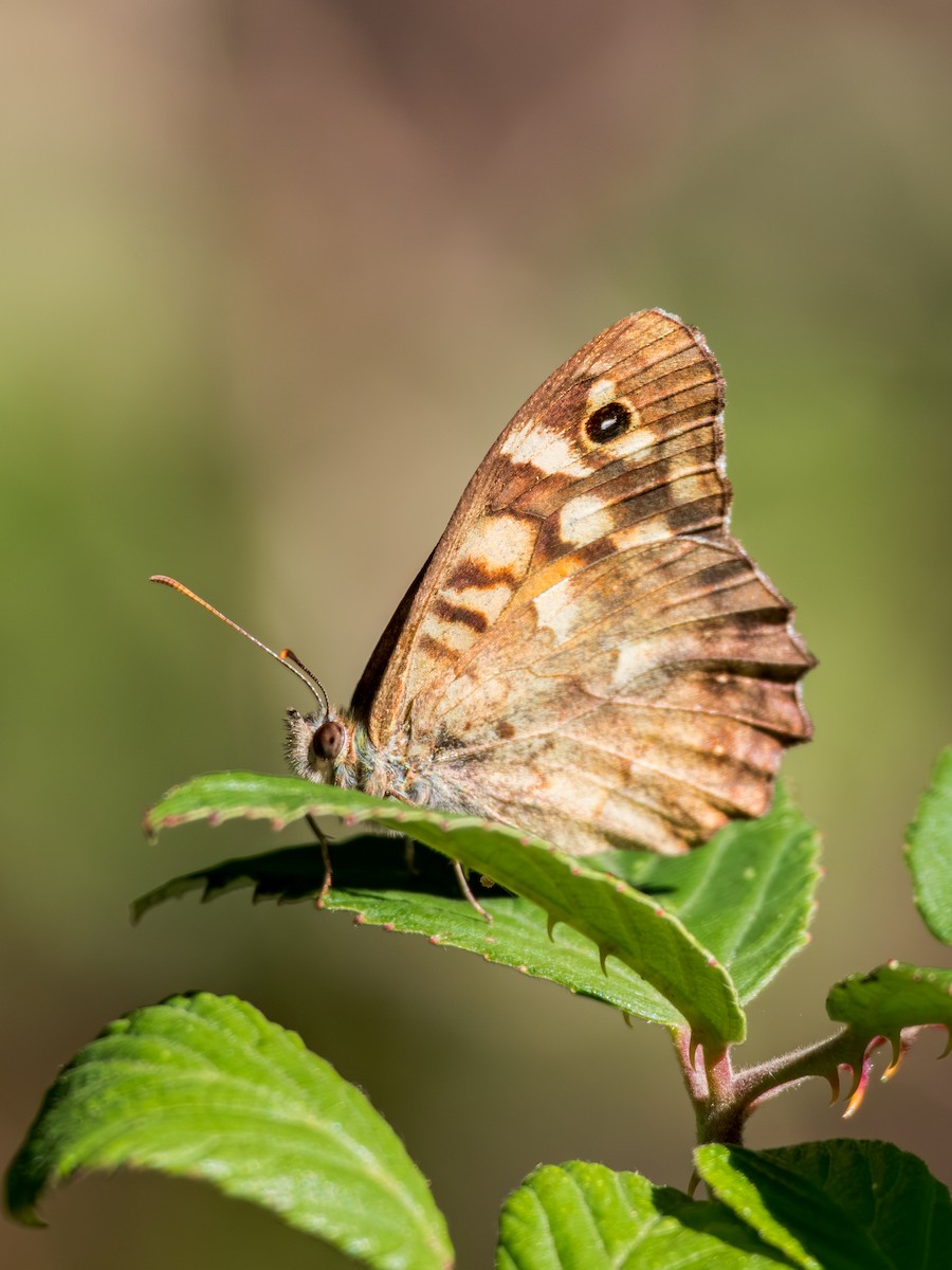 Speckled Wood - ML643541977