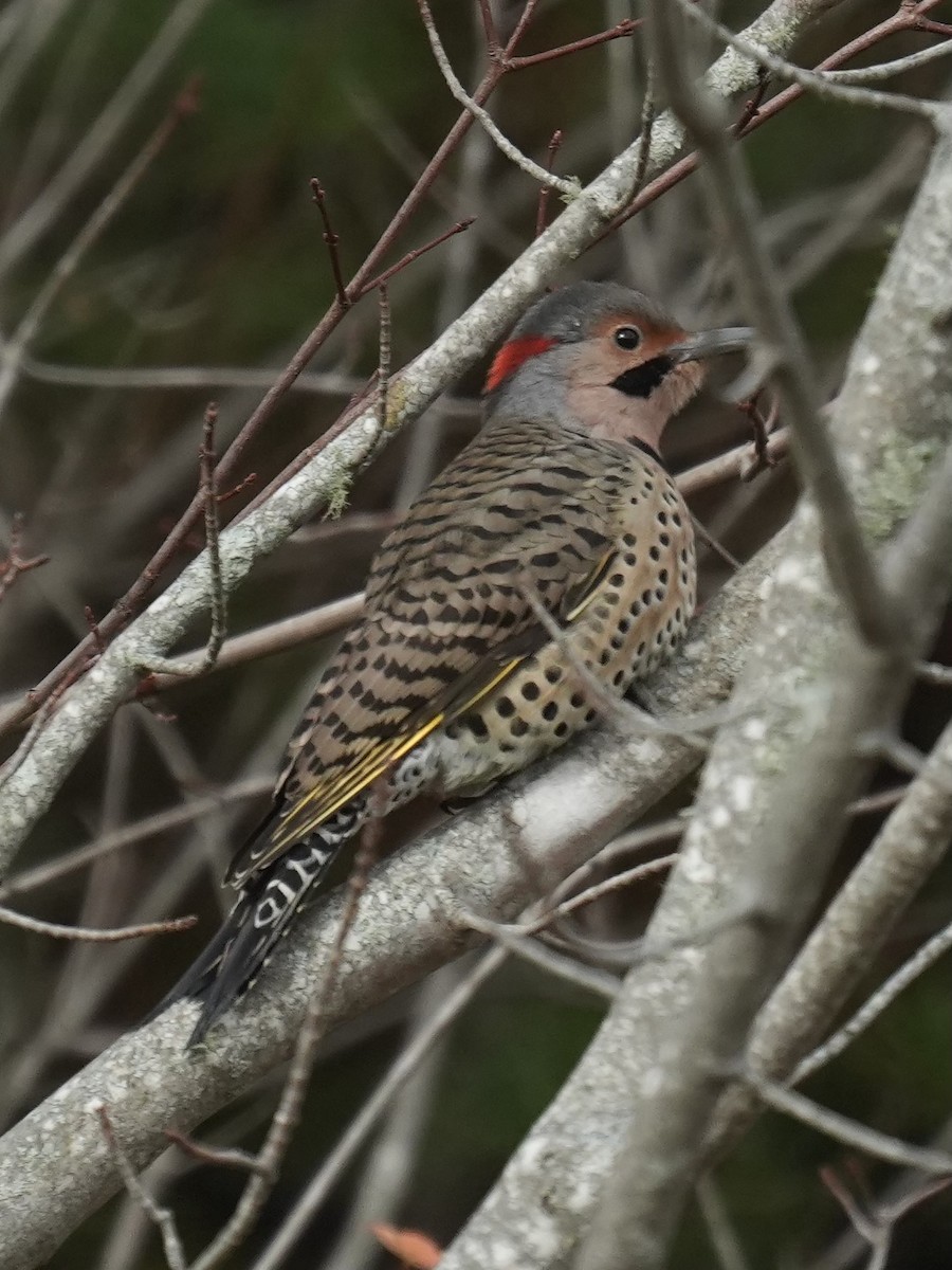 Northern Flicker - ML643541990