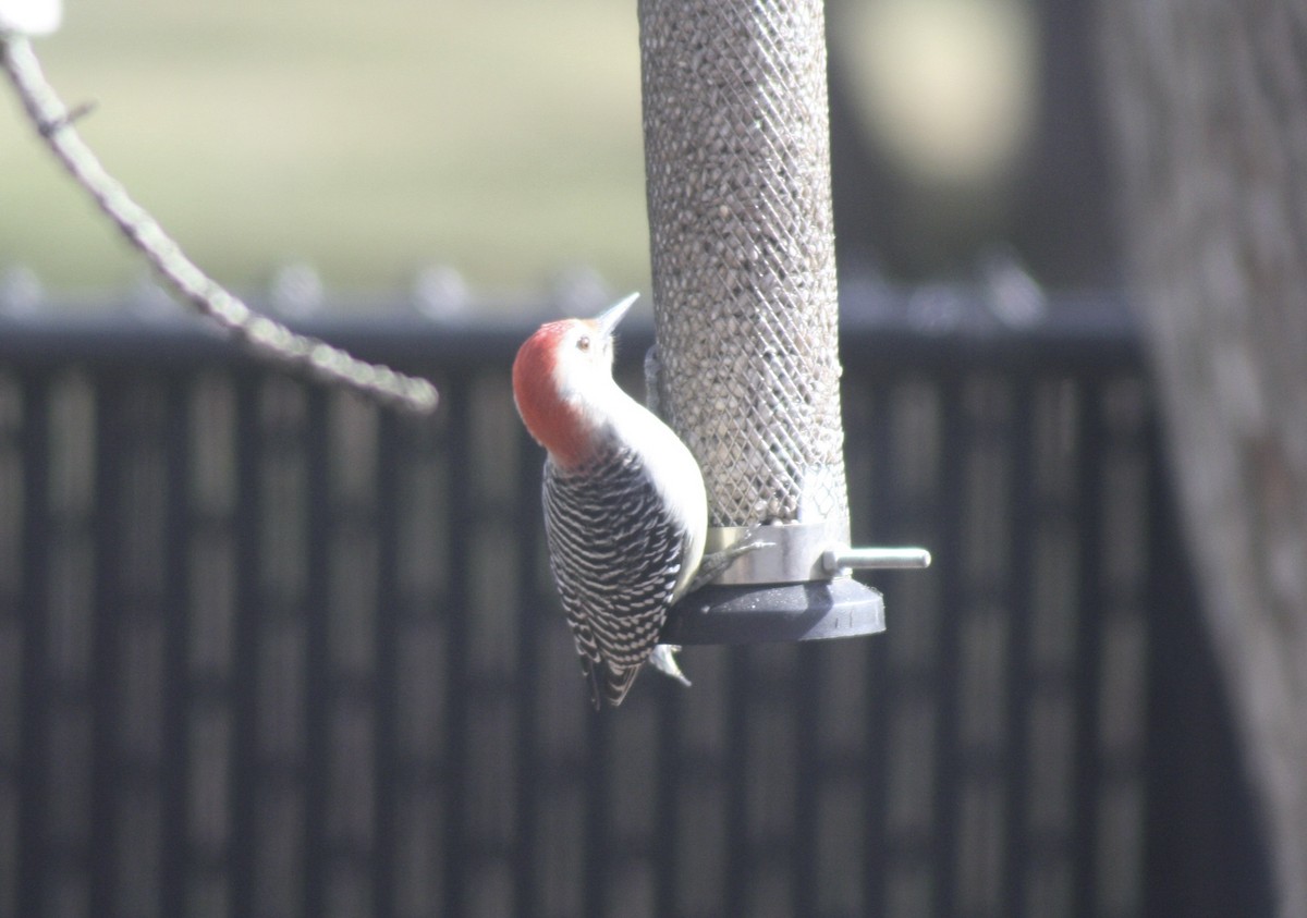 Red-bellied Woodpecker - ML643541996