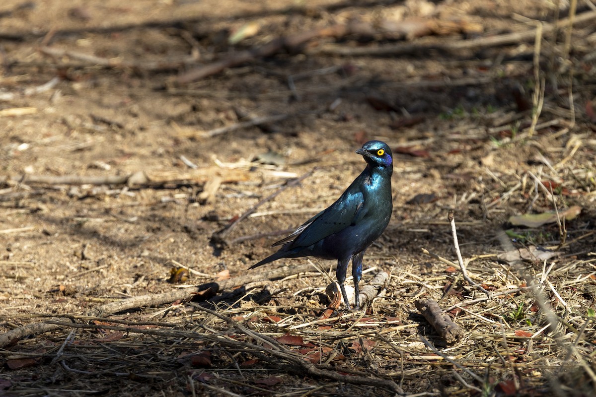 Greater Blue-eared Starling - ML643542004