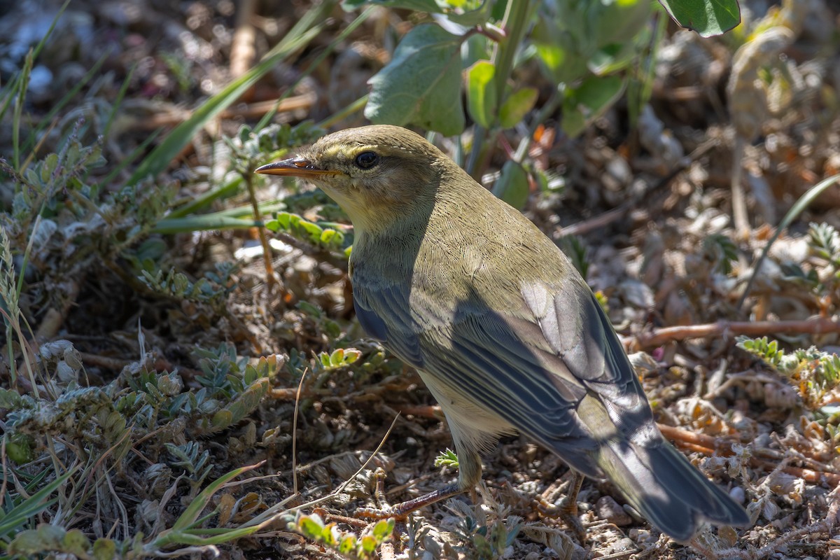 Willow Warbler - ML643542016