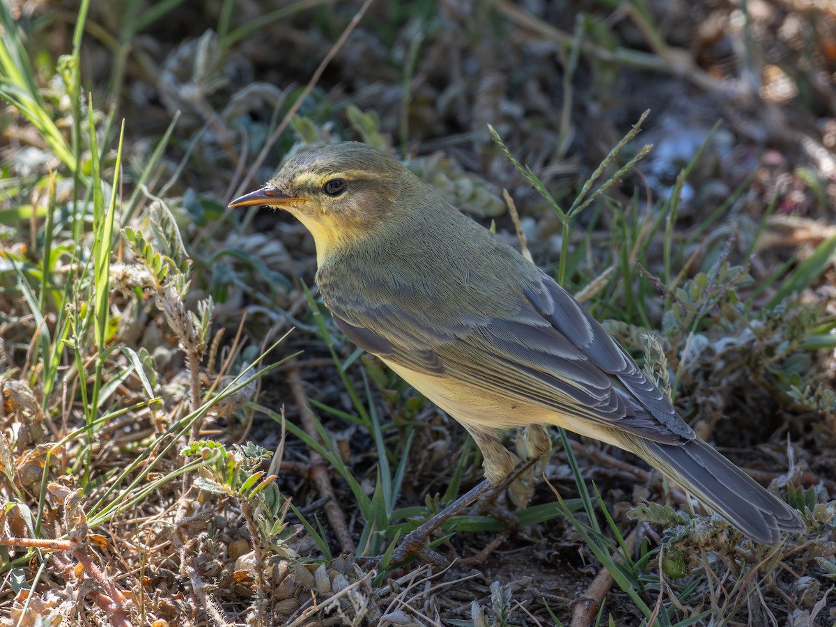 Willow Warbler - ML643542017