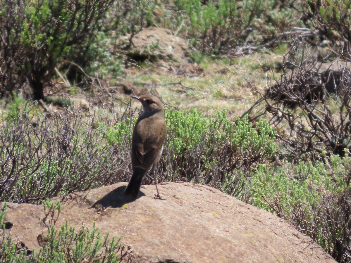 Mountain Chat - ML643542027