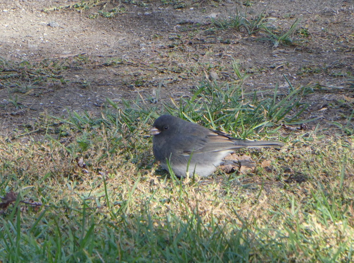 Dark-eyed Junco - ML643542029