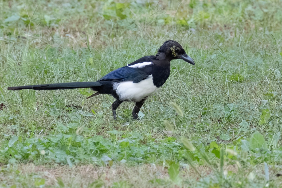Eurasian Magpie (Eurasian) - ML643542042