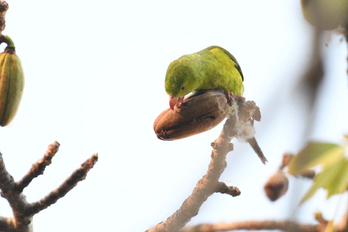 Plain Parakeet - ML643542049