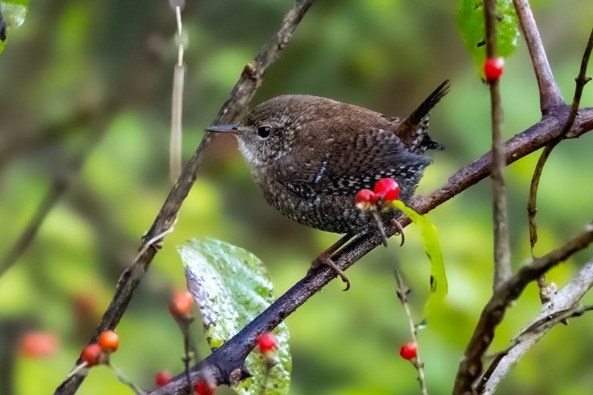 střízlík kanadský - ML643542052