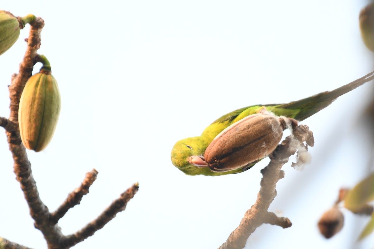 Plain Parakeet - ML643542064