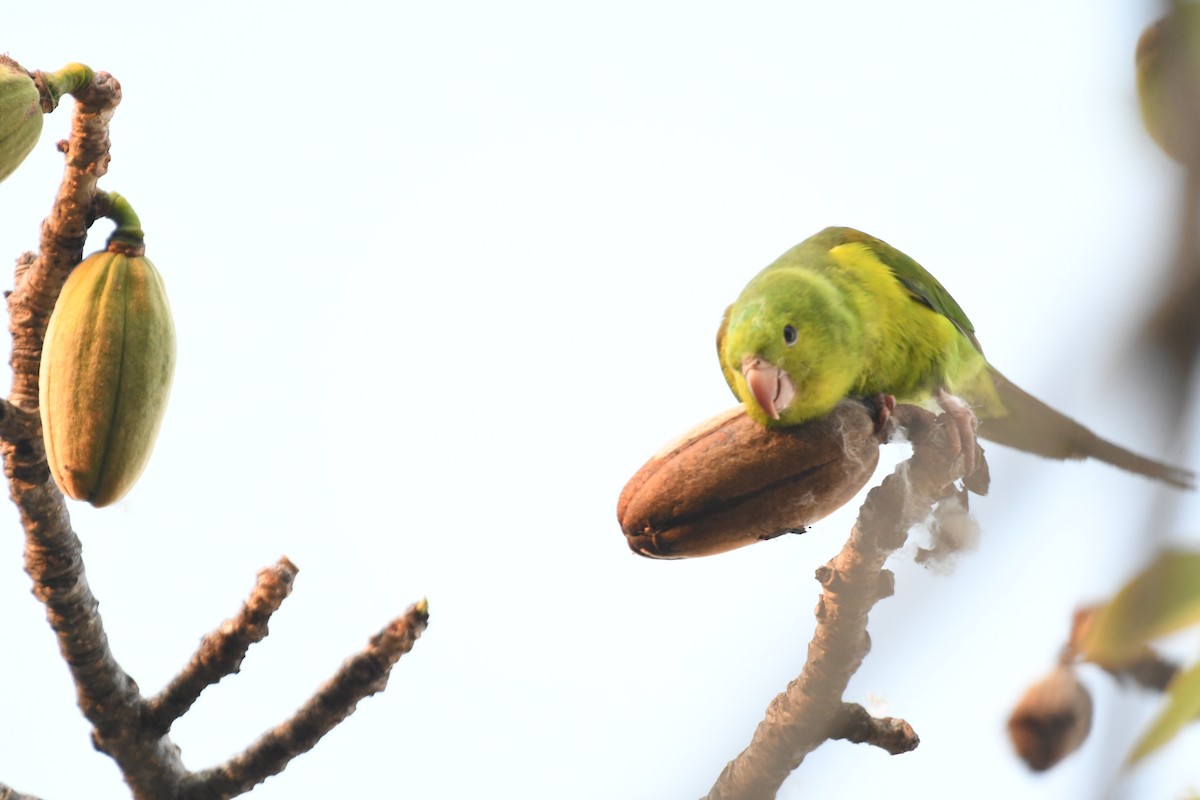 Plain Parakeet - ML643542065