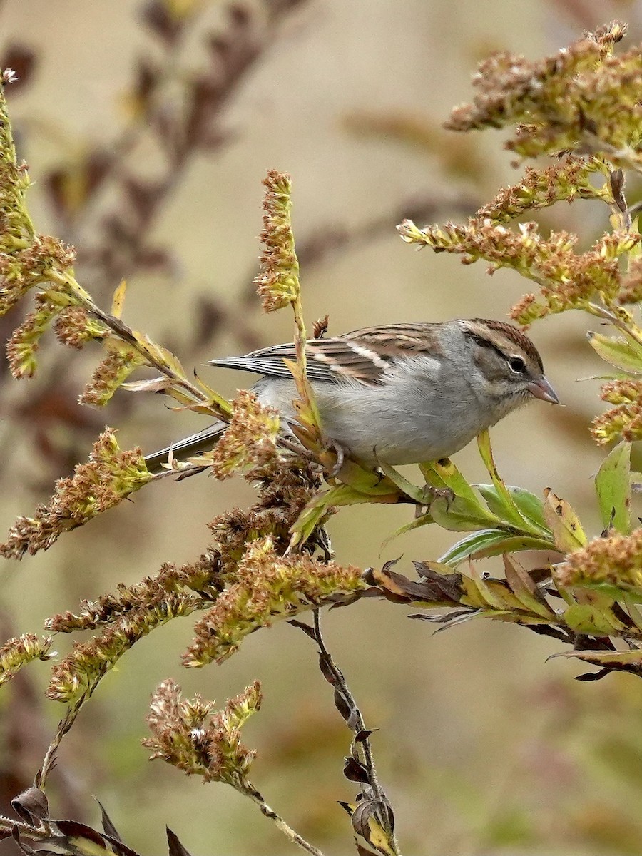 Chipping Sparrow - ML643542069