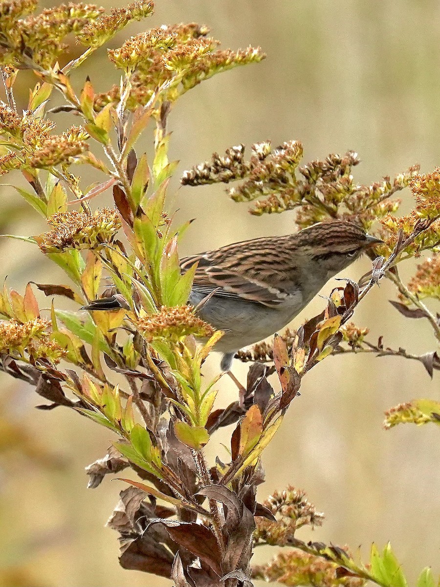 Chipping Sparrow - ML643542070