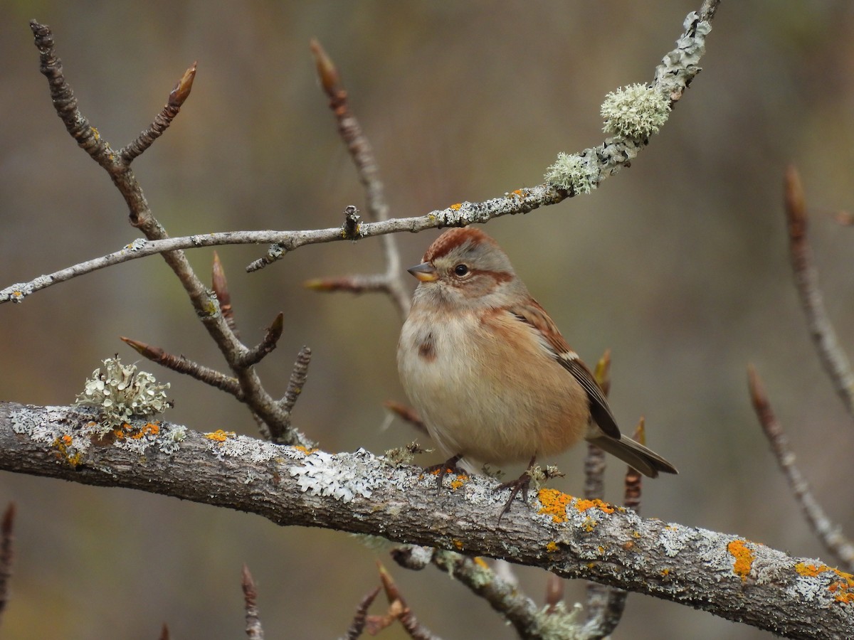 American Tree Sparrow - ML643542071