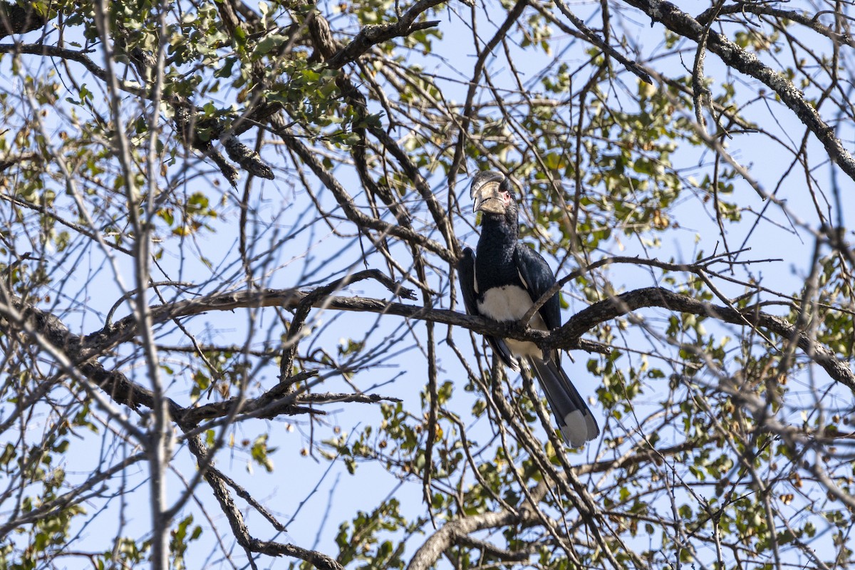Trumpeter Hornbill - ML643542075