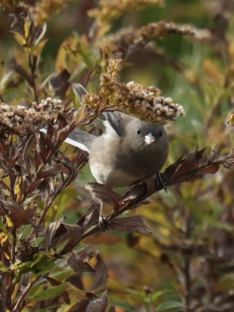 Dark-eyed Junco - ML643542076