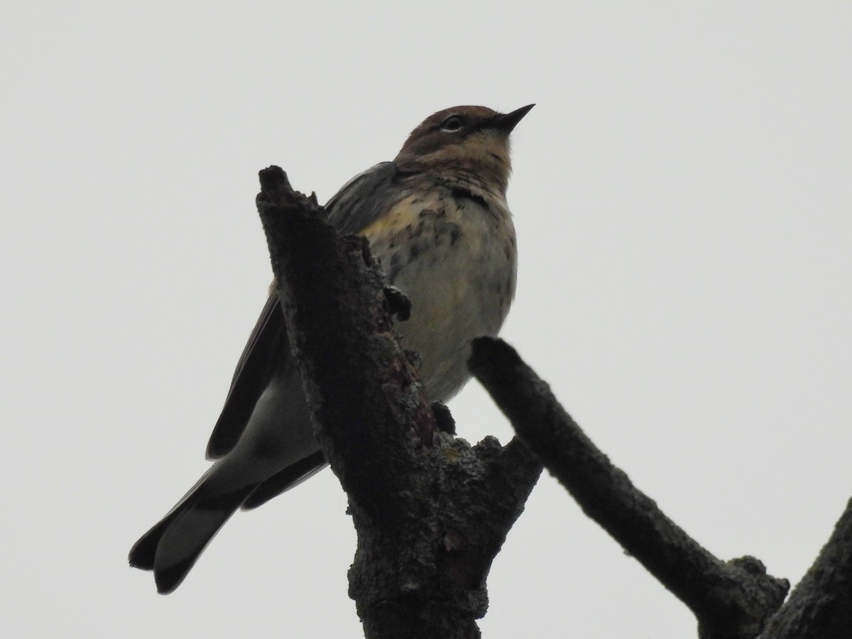 Yellow-rumped Warbler - ML643542077
