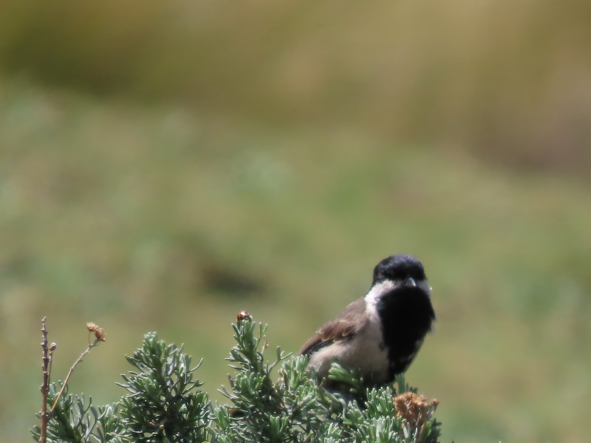 Gray Tit - ML643542086