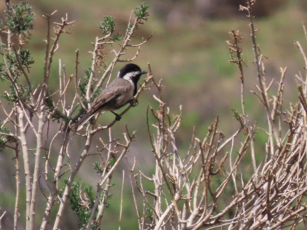 Gray Tit - ML643542087