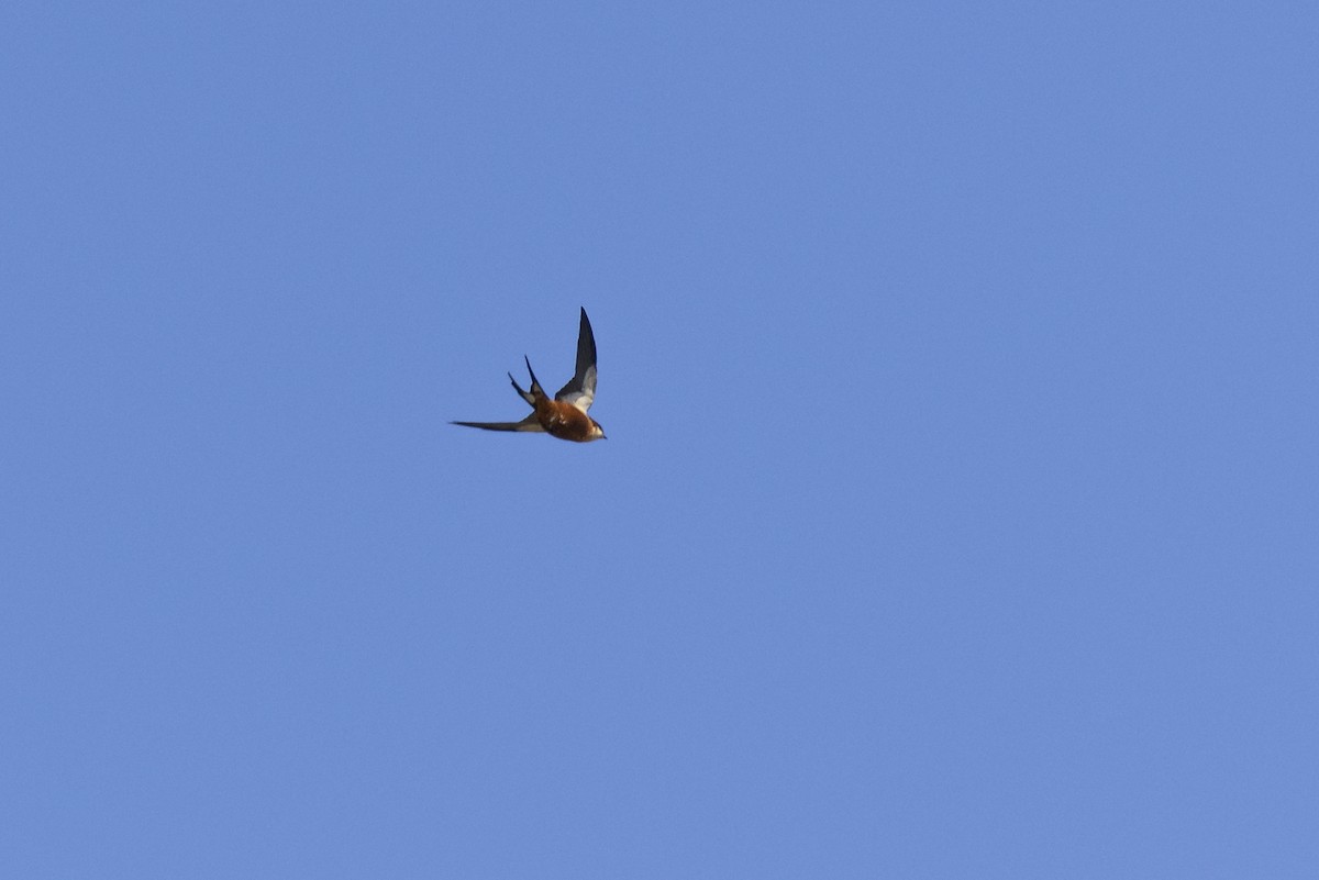 Mosque Swallow - ML643542088