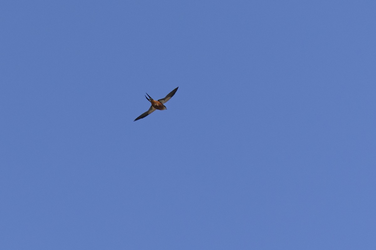 Mosque Swallow - ML643542089