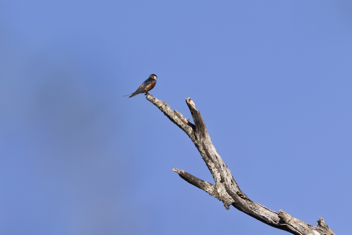 Mosque Swallow - ML643542090