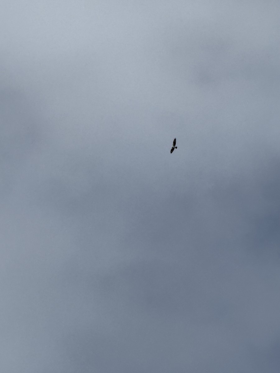 Osprey - ML643542100