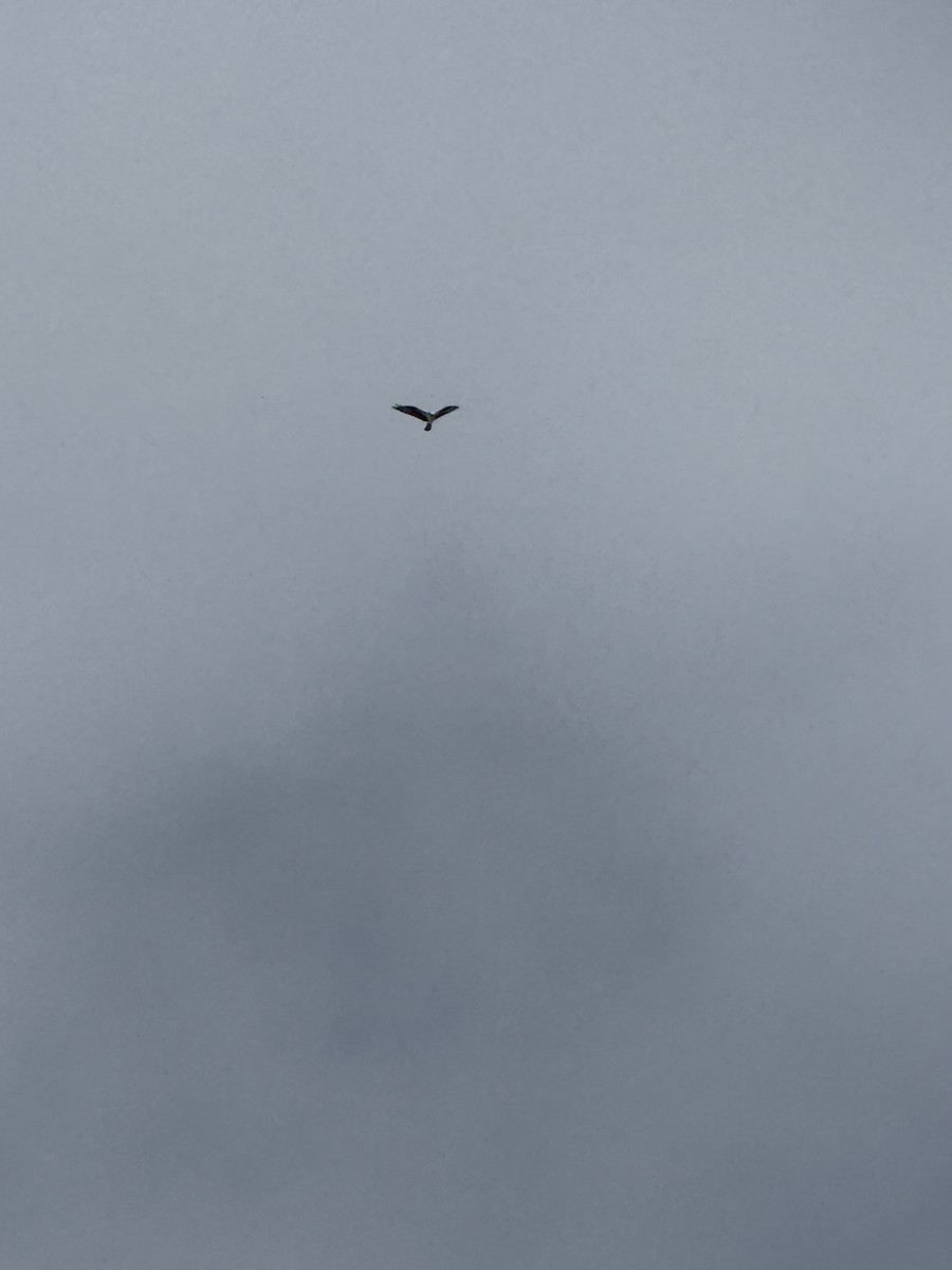 Osprey - ML643542101