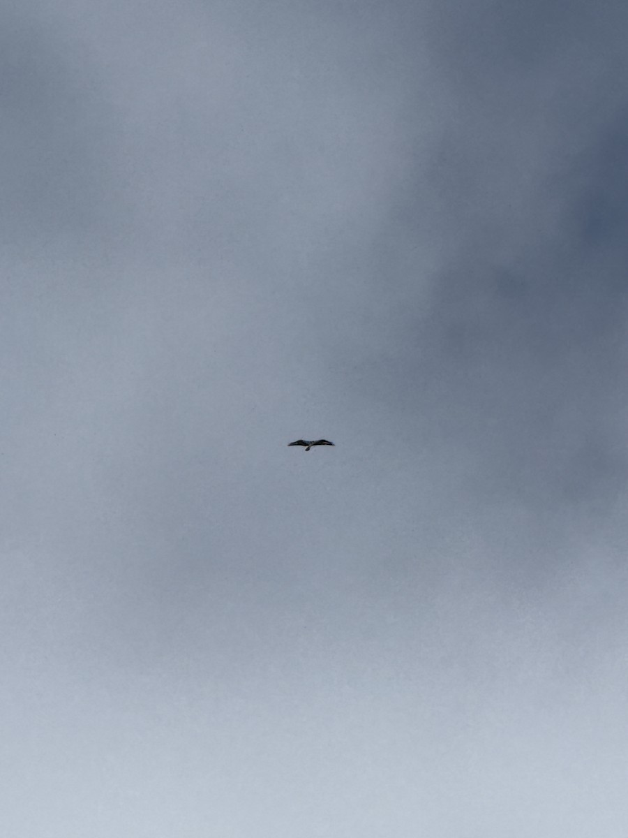 Osprey - ML643542102