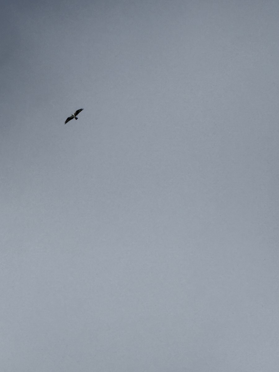 Osprey - ML643542103