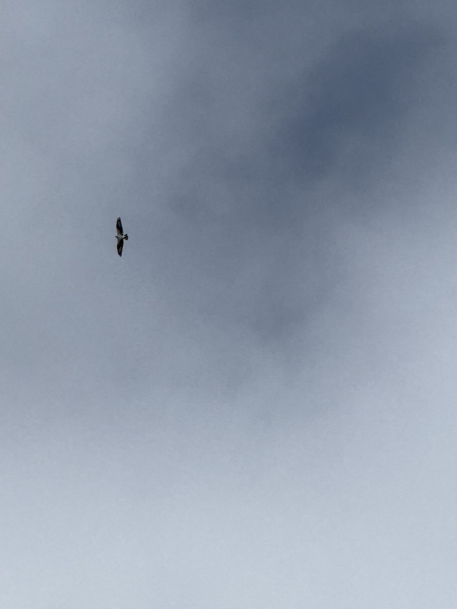 Osprey - ML643542104