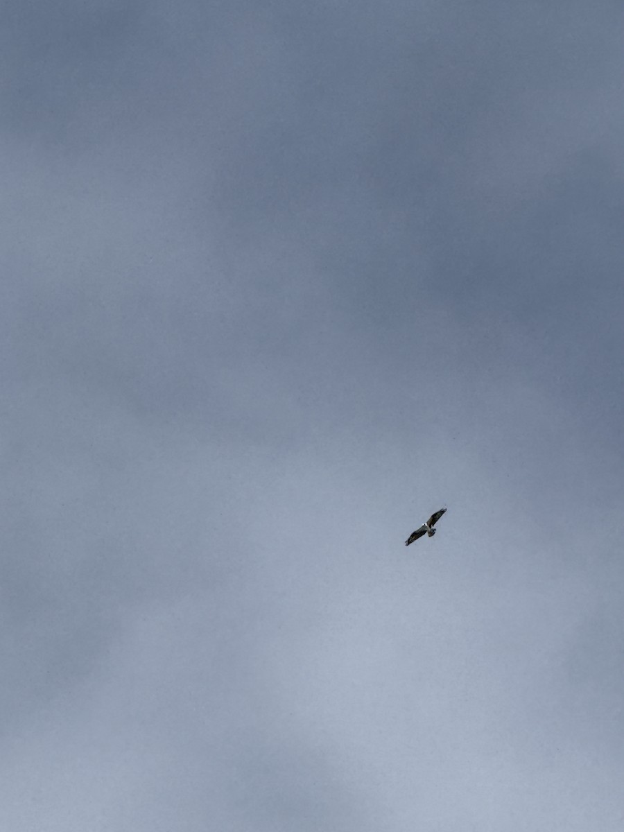 Osprey - ML643542105